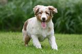 BERGER AUSTRALIEN PUPPIES 780